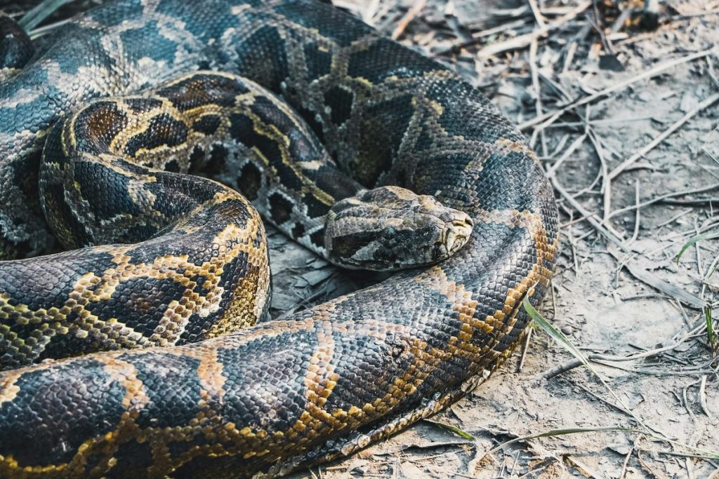 dns python vstream