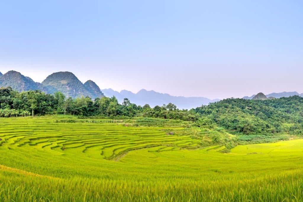 riz dreamlight valley