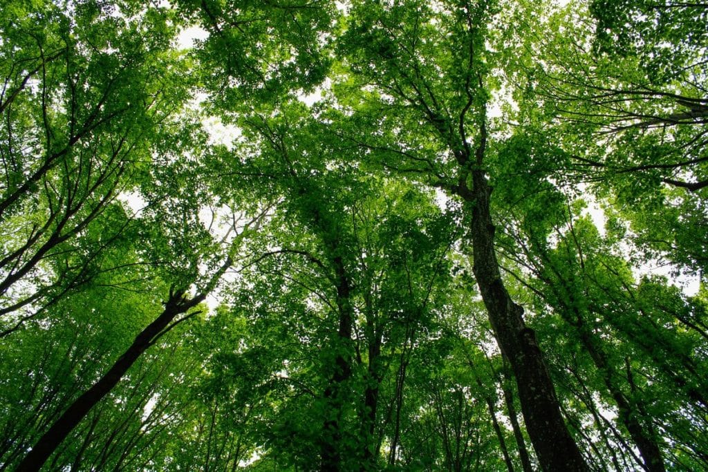 the forest