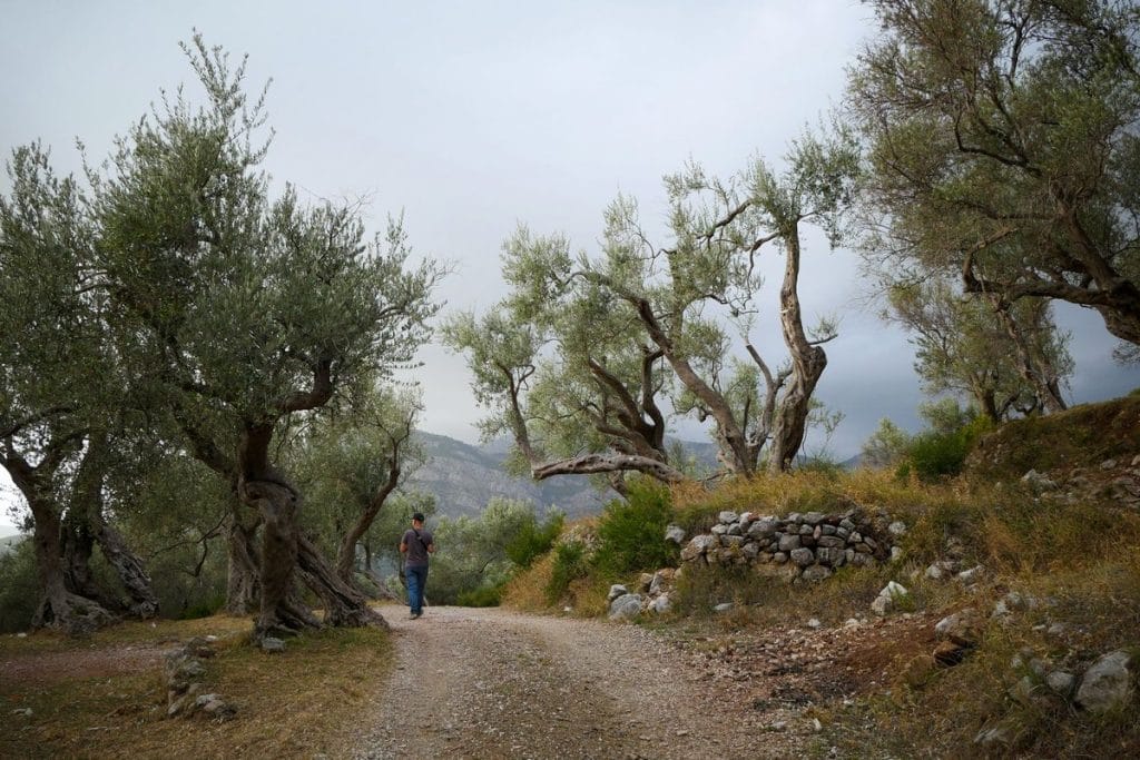 le chemin des oliviers saison 2