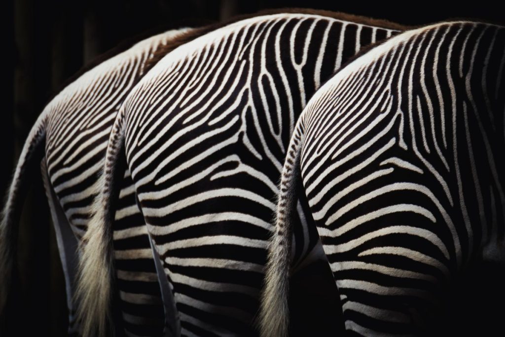 documentaire animalier netflix