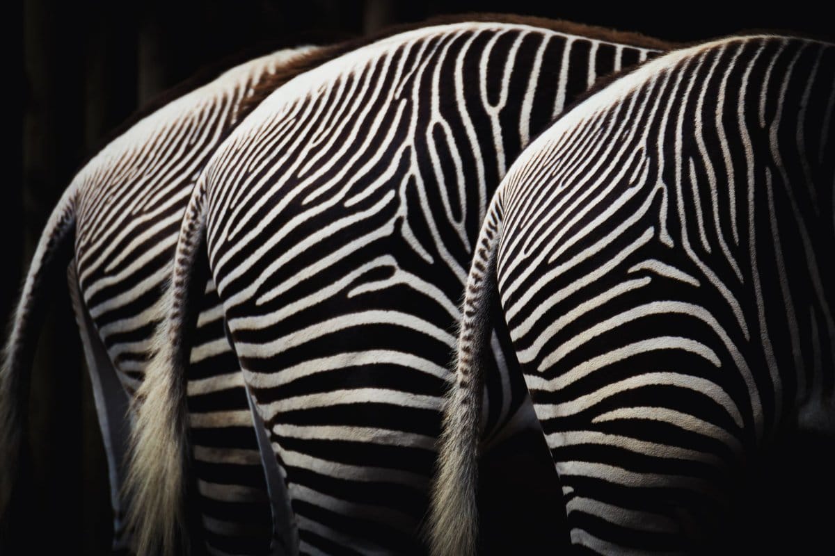 documentaire animalier netflix