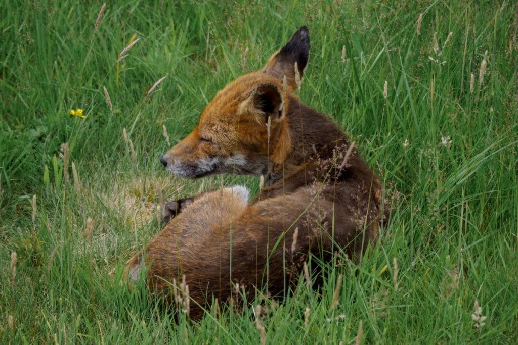 renard dreamlight valley