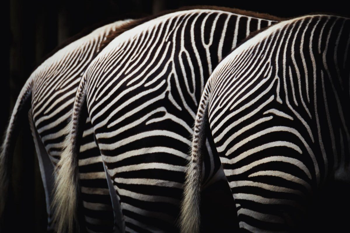documentaire animalier netflix