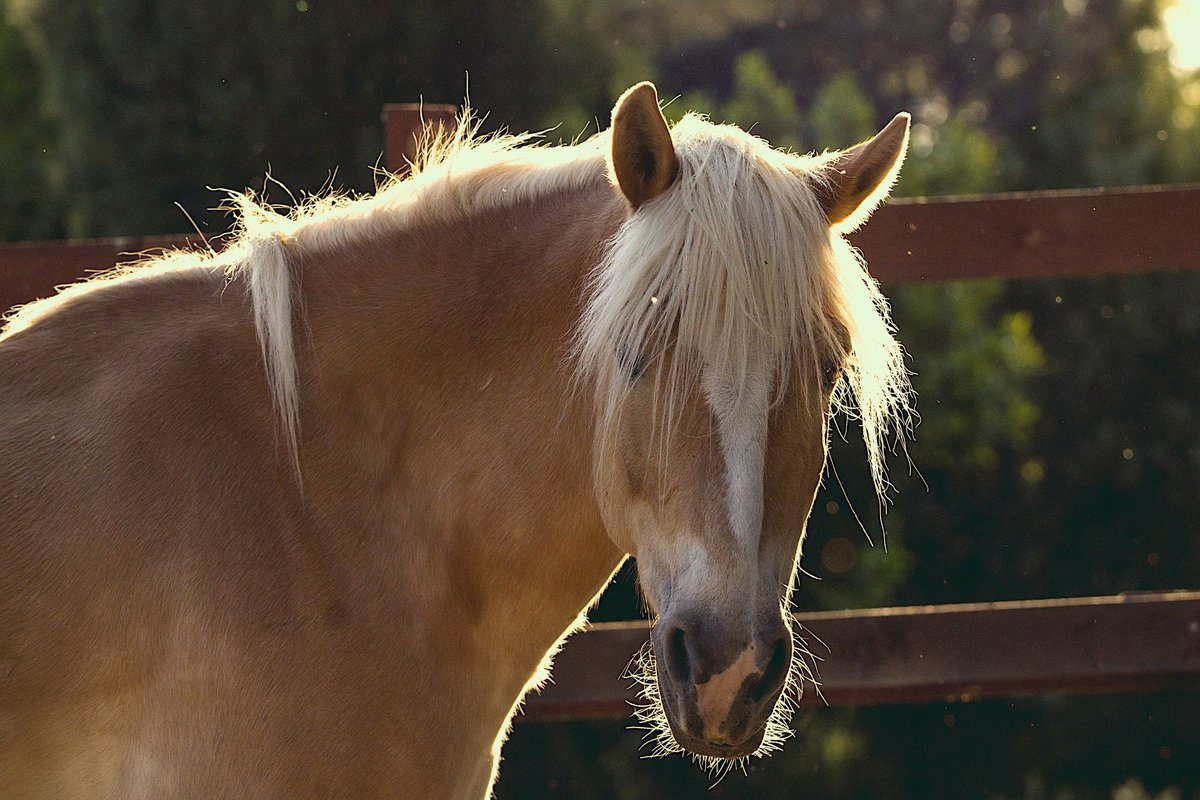 le cheval doré de zelda